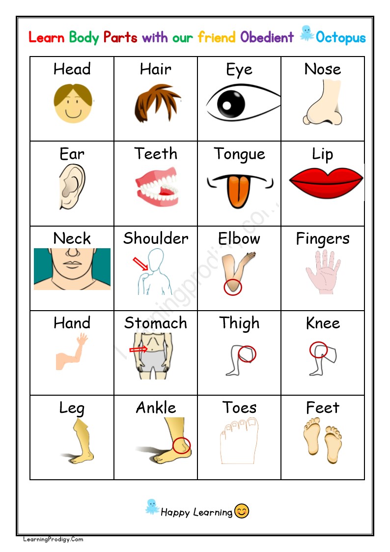 Free Printable Parts Of The Body Chart Body Parts Chart Worksheet learningprodigy